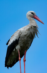 Portrait of a mighty stork on a background of blue sky