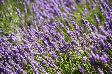 Fototapeta premium Lavender Field in the summer. Aromatherapy. Nature Cosmetics.