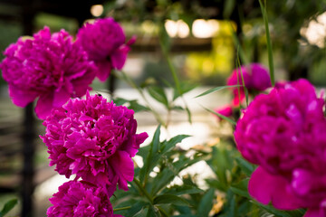 peonies color fuchsia