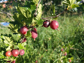gooseberry plant and fruits