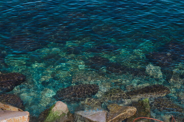 Fototapeta na wymiar Beautiful ocean background. Blue background of the sea. Nature. Rest by the sea. Blue sky.