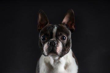 Fototapeta premium Boston terrier dog portrait
