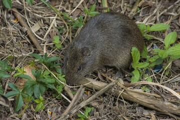 Small grey pine vole on the ground near the plants growing