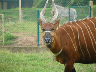 Fototapeta premium antelope in the park