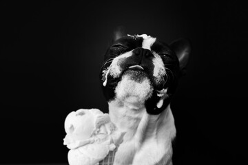 ice cream dog portrait bostont terrier