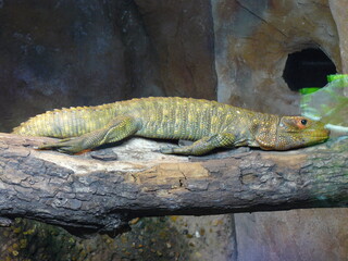 lizard on a tree