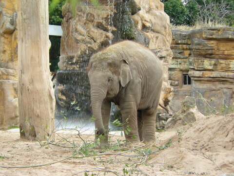 Baby Elephant Eating