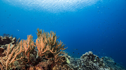 Seascape in turquoise water of coral reef in Caribbean Sea / Curacao with fish, coral and sponge