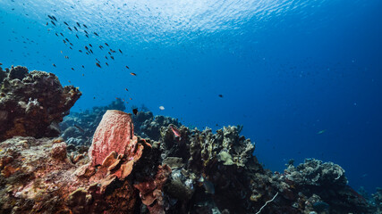 Seascape in turquoise water of coral reef in Caribbean Sea / Curacao with fish, coral and sponge