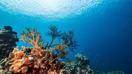 Gardinen Seascape in turquoise water of coral reef in Caribbean Sea / Curacao with fish, coral and sponge © NaturePicsFilms
