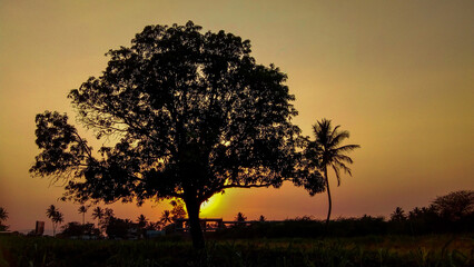 Obraz premium sunset with trees