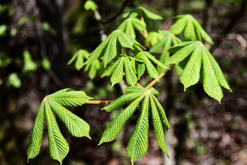 Spring - a branch with fresh chestnut leaves.