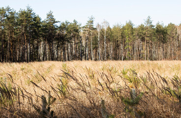 Beautiful bright sunny dried field of grass in the middle of the wild forest