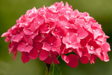 portrait of pink hortensia