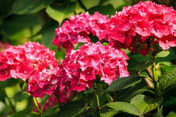 portrait of pink hortensia