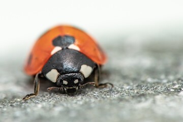 red ladybug on a grey background