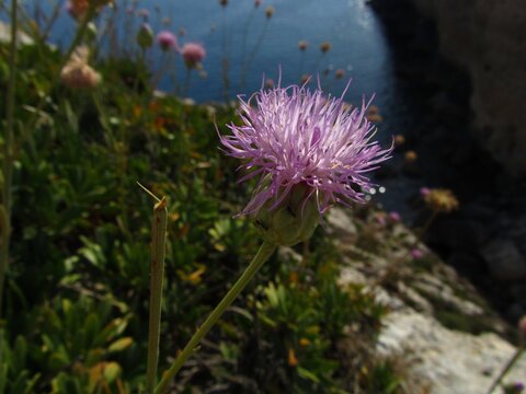 Closeup shot of Maltese rock-centaury flower growing on a cliff near the sea in Maltese Islands
