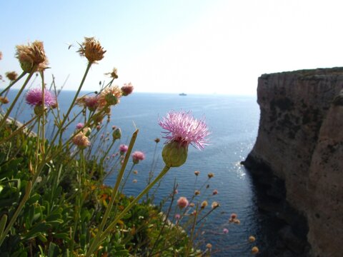 Closeup shot of Maltese rock-centaury flower growing on a cliff near the sea in Maltese Islands