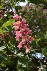 common red chestnut tree European continental foliage