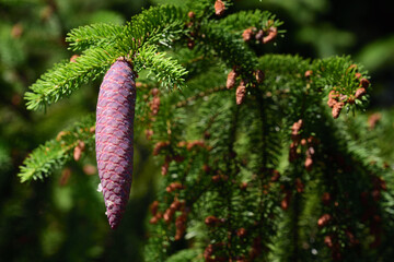 A spruce branch with green needles and a cone that hangs down against a green background in nature