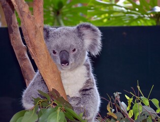 Koala in Australia