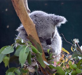 Koala in Australia