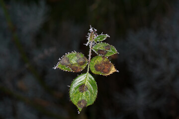 In winter, the plants in Bavaria are decorated with ice crystals