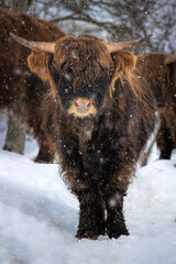 hairy cow in snow