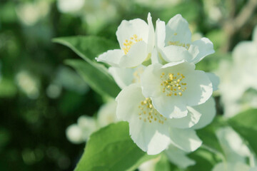 Obraz premium White jasmine flowers, cropped shot. White flowers and green leaves background. Abstract nature background.