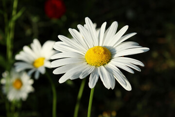 Obraz premium White flower on dark background. Abstract nature backdrop.