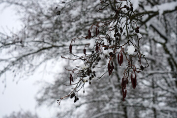 In winter, the plants in Bavaria are decorated with ice crystals