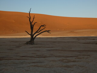 Desert landscape dried out camel thorn tree in Deadvlei, Namibia