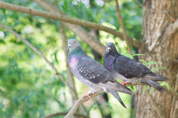 pigeons on a branch