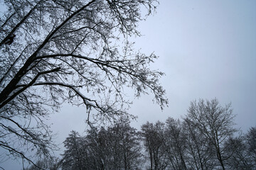 In winter, the plants in Bavaria are decorated with ice crystals