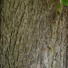 common red chestnut tree European continental foliage
