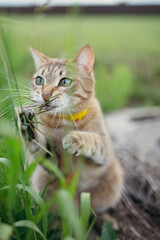 Photo of a cute short-haired American cat breed that plays with grass and animals in nature