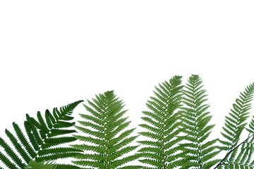 Tropical fern leaves on white isolated background for green foliage backdrop and copy space 