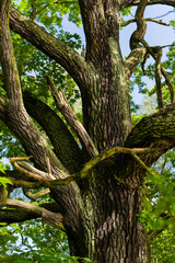 Fototapeta premium Old oak trunk and green leaves.