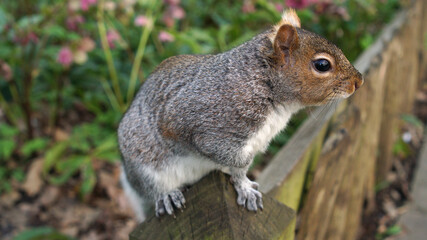 Park squirrel sits on a fence in an English traditional park