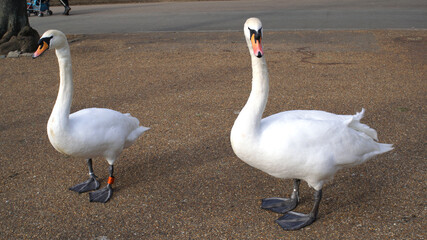 White swans in a park waiting to swim in a pond in an English traditional park