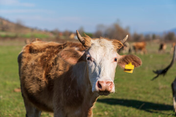 Fototapeta na wymiar Herd of cows grazing at summer green field 