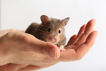 Cute little hamster in woman's hands on a white background