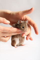 Cute little hamster in woman's hands on a white background