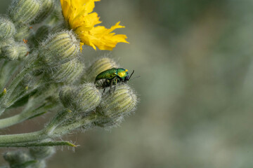 Beetle on the plant with flowers