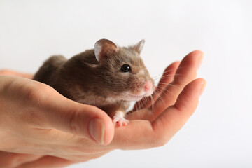 Cute little hamster in woman's hands on a white background
