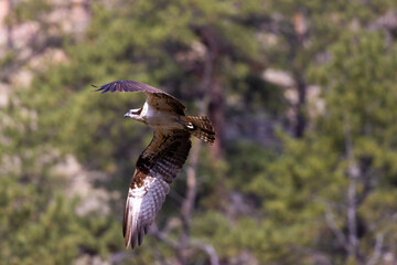 Osprey Family