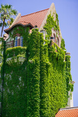 Ivy covered tower at the San Jose State University; San Jose, California