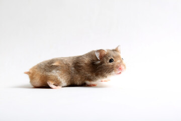 Fototapeta na wymiar Close-up of a cute brown hamster on a white background