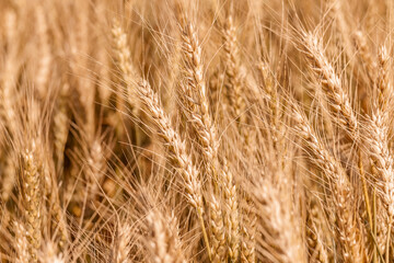 Golden ripe cereal, background, close-up