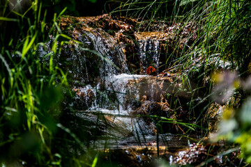 mountain stream with grass